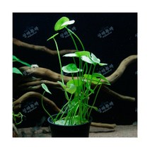 워터코인 [1포트], 단품