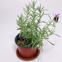 골드씨드 프렌치 라벤더 4치 포트 이색포트 노지월동식물 다년생식물 야생화 지피식물 꽃피는 야생화 셀프조경 전원주택조경 화단꾸미기 카페화단꾸미기 카페꾸미기