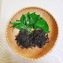 [곰배령농산물] 산지직송 자연건조 재배 산나물 곰취 건나물, 건곰취100g