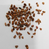 노랑해당화씨앗10g(500립)