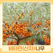 비타민나무 묘목 산자 심추홍 실생2년생(암나무2개 숫나무1개) 뿌리 특묘 1개