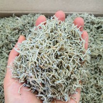 [최고집멸치] 신건호멸치 직접잡은 햇 주바멸치(상급) / 국물멸치 조림멸치, 1box, 1kg