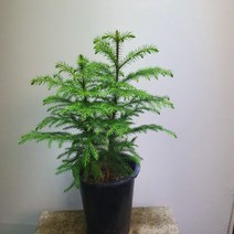 [공룡꽃식물원]아라우카리아 129, 1개