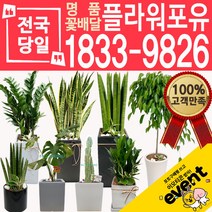 개업화분 인테리어식물 배송 떡갈나무 대엽홍콩 뱅갈고무나무 관음죽 알로카시아 소철 극락조 만냥금 무늬벤자민 파키라 당일, (선택46)스파트필름