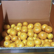 귤 밀감 달콤한 하우스감귤 제주귤농장, 하우스감귤 로얄 중대과 2kg