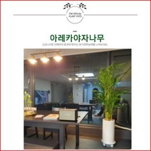 없음 [반값화분] MAIN-대형아레카야자나무160 직접배송 축하화분 개업화분 거실화분 카페화분 인테리어화분 아레카야자 극락조 알로카시아 파키라 고무나무, 사각화이트