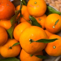 최상품 제주 명품 하우스 감귤 황금향 선물 세트 2kg 3kg 5kg 10kg 선물용, 03. 제주 감귤 선물세트 5kg