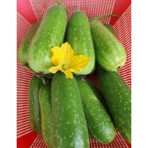 베트남 채소호박 국내재배 동남아시아채소 야채 호박, 600~900g, 1개