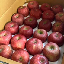 산지직송 경북 청송 안동 가정용 첫수확 꿀 사과 부사 중과 대과 10kg