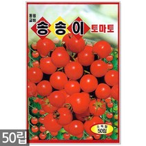 흰강낭콩 씨앗 30g - 네이비빈 강낭콩씨앗 강낭콩씨 콩씨앗 콩씨 씨 강남콩 주말농장 텃밭, 09_송송이방울토마토(50립)