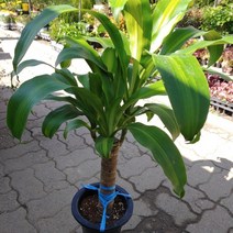 [성심] 행운목(외목대)189, 1개