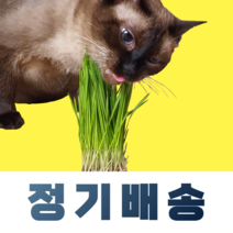 [정기배송] 뮤토 데일리 캣그라스 하루에 하나씩 꺼내서 바로 먹이는 고양이 풀, 2회, 데일리캣그라스 귀리2개 [총4개], 2주