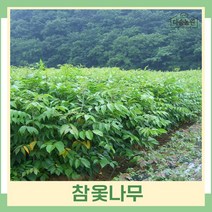 옻나무 묘목 참옻나무 실생1년생 뿌리 특묘 5개