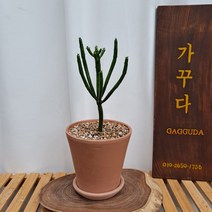 청산호 연필선인장, 식물+데로마토분