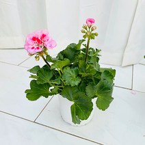청년농부 이쁜 제라늄 (페라고늄) 3색 이쁜꽃 핑크꽃 빨간꽃 향기좋은꽃, 연핑크