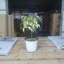 꽃백화점 칼라벤자민 중품 외목대 35~50cm 79