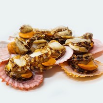 세종수산 알이꽉찬 비단가리비 1kg, 1개, 7kg