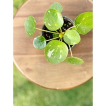 무늬필레아페페 필레아페페 54, 1개