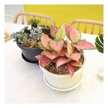 [플라팜] 화담 모둠화분 인테리어화분 낮은화분(소2호), 선택:모둠화분 소2호 아이보리