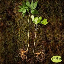 야생 산양삼 강원도 자연산 산양산삼 선물세트 장뇌산삼 산양산삼주 먹는법 가격 국내산 정품 효능 추석 명절 부모님, 2박스, 16뿌리