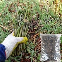 향토박이 제주도 자연산 햇 고사리 국산 말린 건고사리 300g 1근 1kg, 자연산 건고사리, 4.순(손)비빈 건고사리300g