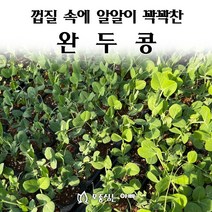[모종심는아빠] 껍질속에 알알이 꽉들어 찬 완두콩, 모종3개