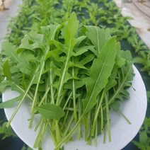 안산팜 와일드 루꼴라 500g 151314