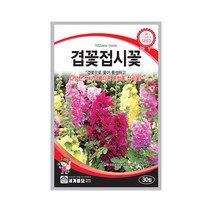 솔림텃밭몰 겹꽃접시꽃씨앗 30립 접시꽃 꽃씨앗 혼합종