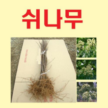 (D소망)쉬나무 묘목 실생2년 7그루