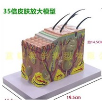 입체 피부 모형 구조 조직 피하 성형 35배 확대, 한개옵션0