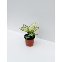 펠리체가든 아글라오네마 화이트 엔젤 10cm 화분, 1개
