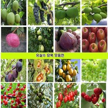 유실수 묘목 나무 대추 감 매실 사과 체리 복숭아 자두 살구 배 포도 왕오디 밤 아로니아 블루베리 석류 복분자 왕보리수 앵두나무 모과 무화과 호두 칼슘나무 꾸지뽕나무, 14.아로니아접목1년생