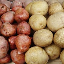 홍감자 수미감자두백감자 적감자 자주감자, 홍감자 랜덤 5kg