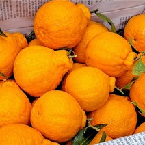 꼬마한라봉 제주한라봉택배 한라봉소과 3kg