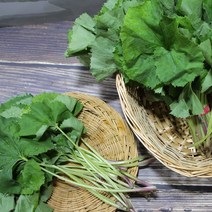 머위 머위나물 2kg 4kg, 남해머위 2kg (소 중)