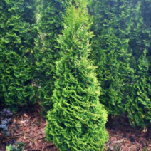 서양측백 / 허리케인 (Hurricane) 2년생 NT18-0