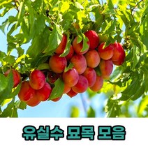 유실수 과실수 과일나무 묘목 모음, 라핀체리접목묘