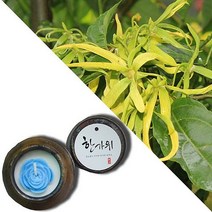 늘향 늘향 깊은향과 상쾌함을 전하는 일랑일랑향 항아리캔들 (2737173), 1호 노랑