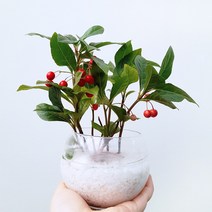 꽃파는농부 - 집에서 쉽고 재밌게 해볼 수 있는 공기정화 수경재배 DIY 키트, 천냥금