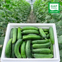 수분 가득 못난이 미니오이 피클 오이지 스낵 제철 간식용 1.5kg 3kg 5kg, 1box, 클로렐라 못난이 미니오이 3kg