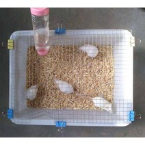 실험용 쥐 사육 케이지 번식 플라스틱 사육장 소동물, 나무 프레임 37cm