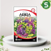 스타티스씨앗 30립 바다 라벤더 꽃씨앗 종자 일년생, 단품