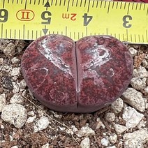 올식스 프레드레드헤드 82 코노피튬 리톱스 다육식물 다육이 키우기 공기정화식물 개업화분