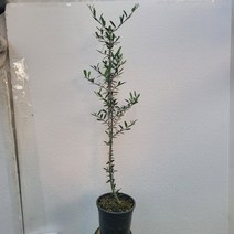 무배상품 가지수형 올리브나무 아르베키나 중품 50~70cm 168