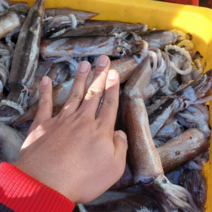 국내산 서해안 미니 초코 오징어 1kg 4~5미 통찜 통찜용 한입 냉동 통오징어, 5kg