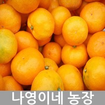 2023년 나영이네 고당도 귤 레드향 5kg 7.5kg 10kg-귤 달아요 산지직송, 천혜향 4.5kg(19~25과)중대과-벌크