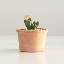 사랑스러운 다육식물 축전 EV 토분