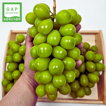 [GAP인증]경북 김천 상주 샤인머스켓 청포도 수출용 초고당도, 2kg(5수), 1개
