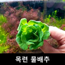 목련물배추 초보자수초 자연수초 부상수초, 3촉