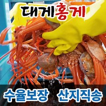 대게 홍게 박달대게 연지홍게 울진 후포리 영덕대게 박달홍게 산지직송 수율보장, 5마리, 3. 박달홍게 생물, 대사이즈